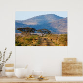 Impala (Aepyceros Melampus), Hluhluwe-Umfolozi Poster (Küche)