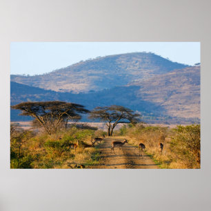 Impala (Aepyceros Melampus), Hluhluwe-Umfolozi Poster