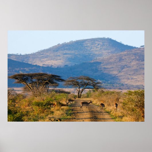 Impala (Aepyceros Melampus), Hluhluwe-Umfolozi Poster (Vorne)