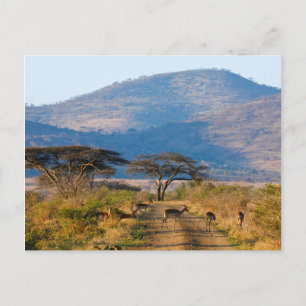 Impala (Aepyceros Melampus), Hluhluwe-Umfolozi Postkarte