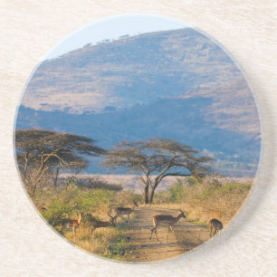 Impala (Aepyceros Melampus), Hluhluwe-Umfolozi Sandstein Untersetzer
