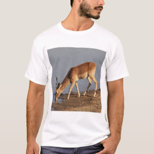Impala-Antilope trinkt am Wasserloch Foto T-Shirt