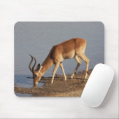 Impala Antilope trinkt im Waterhole Foto Mousepad (Mit Mouse)