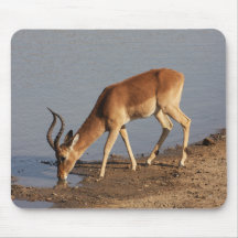Impala Antilope trinkt im Waterhole Foto