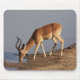 Impala Antilope trinkt im Waterhole Foto Mousepad