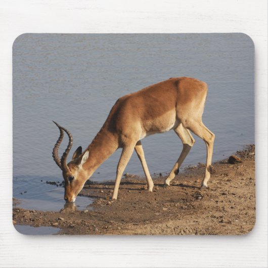 Impala Antilope trinkt im Waterhole Foto Mousepad (Vorne)