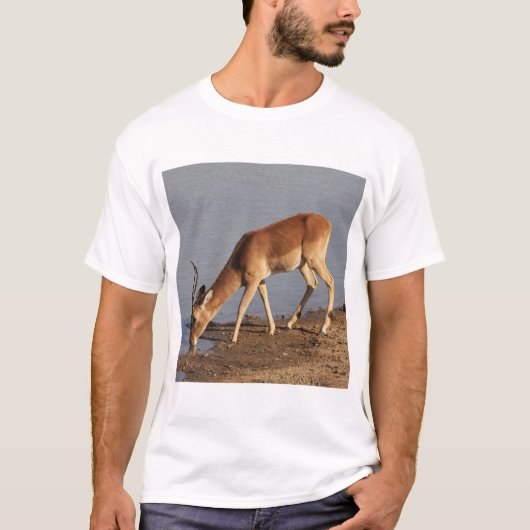 Impala Antilope trinkt im Waterhole Foto T-Shirt (Vorderseite)