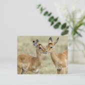 Impala Babys Postkarte (Stehend Vorderseite)