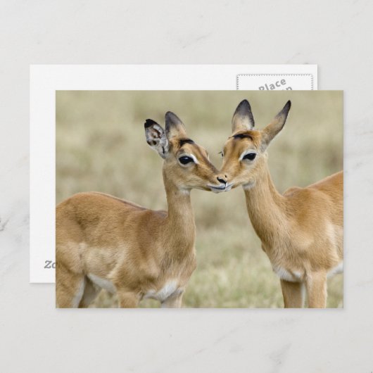 Impala Babys Postkarte (Vorne/Hinten)