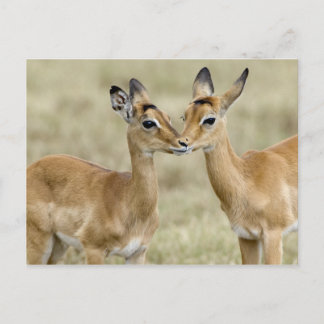 Impala Babys Postkarte