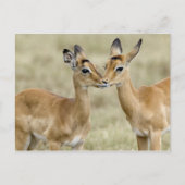 Impala Babys Postkarte (Vorderseite)