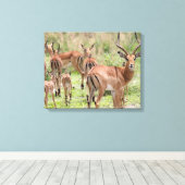 Impala im Okavango-Delta Leinwanddruck (Insitu (Holzboden))