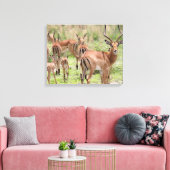 Impala im Okavango-Delta Leinwanddruck (Insitu (Wohnzimmer))