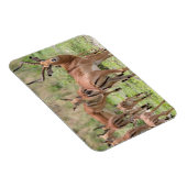 Impala im Okavango-Delta Magnet (Rechte Seite)