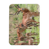 Impala im Okavango-Delta Magnet (Vertikal)