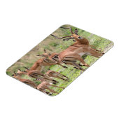 Impala im Okavango-Delta Magnet (Linke Seite)