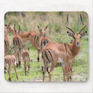Impala im Okavango-Delta Mousepad
