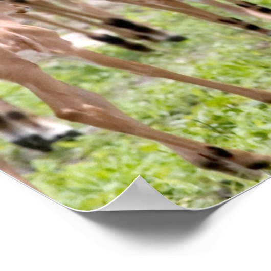 Impala im Okavango-Delta Poster (Ecke)