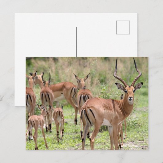 Impala im Okavango-Delta Postkarte (Vorne/Hinten)