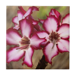 Impala-Lilie (Adenium Multiflorum), Kruger Fliese
