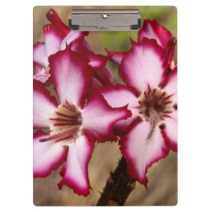 Impala-Lilie (Adenium Multiflorum), Kruger Klemmbrett