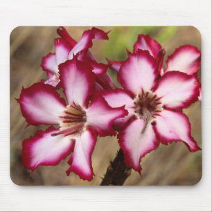 Impala-Lilie (Adenium Multiflorum), Kruger Mousepad