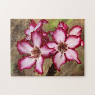 Impala-Lilie (Adenium Multiflorum), Kruger Puzzle