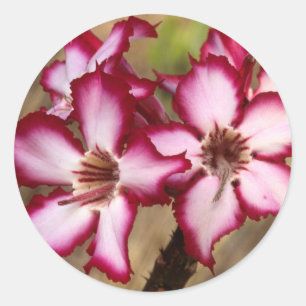 Impala-Lilie (Adenium Multiflorum), Kruger Runder Aufkleber