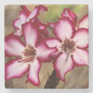 Impala-Lilie (Adenium Multiflorum), Kruger Steinuntersetzer