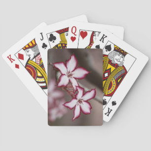 Impala Lily Adenium Miltiflorum Blume Spielkarten