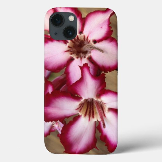 Impala Lily (Adenium Multiflorum), Krüger Case-Mate iPhone Hülle (Rückseite)