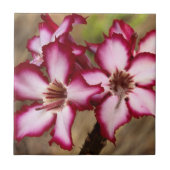 Impala Lily (Adenium Multiflorum), Krüger Fliese (Vorderseite)
