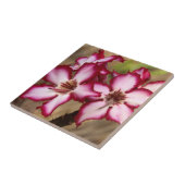 Impala Lily (Adenium Multiflorum), Krüger Fliese (Seite)