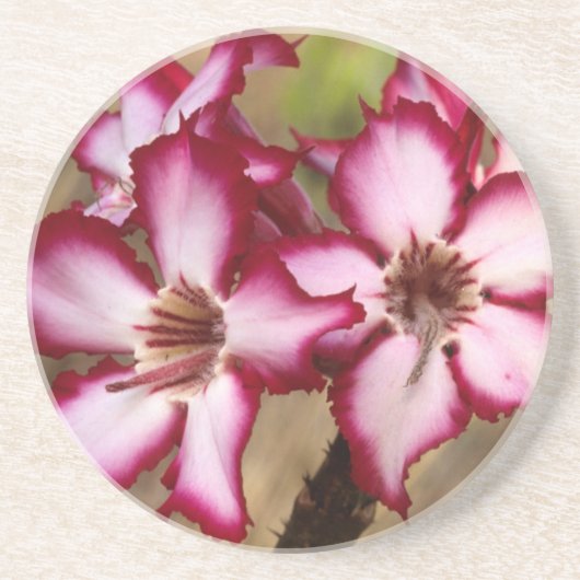 Impala Lily (Adenium Multiflorum), Krüger Getränkeuntersetzer (Vorne)