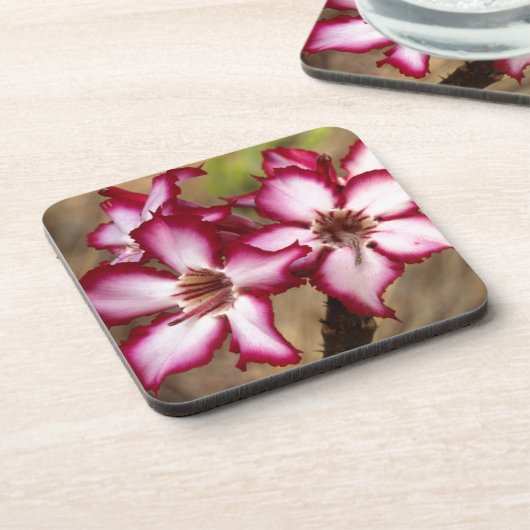 Impala Lily (Adenium Multiflorum), Krüger Getränkeuntersetzer (Linke Seite)