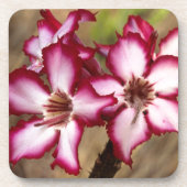 Impala Lily (Adenium Multiflorum), Krüger Getränkeuntersetzer (Vorderseite)