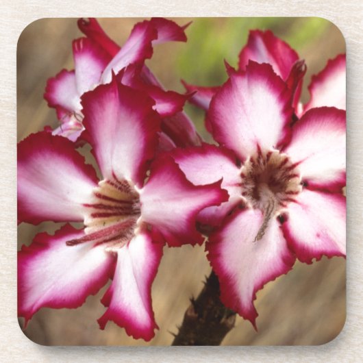 Impala Lily (Adenium Multiflorum), Krüger Getränkeuntersetzer (Vorderseite)