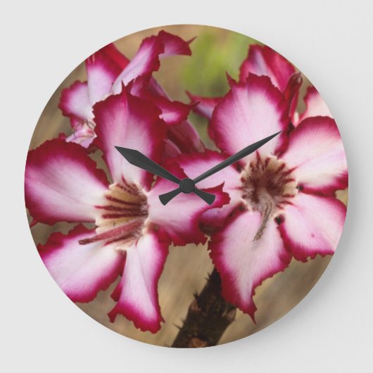 Impala Lily (Adenium Multiflorum), Krüger Große Wanduhr (Vorderseite)