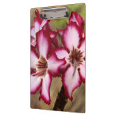 Impala Lily (Adenium Multiflorum), Krüger Klemmbrett (Links)