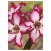 Impala Lily (Adenium Multiflorum), Krüger Klemmbrett (Rückseite)