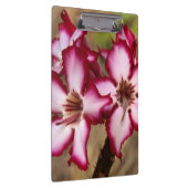 Impala Lily (Adenium Multiflorum), Krüger Klemmbrett (Rechts)