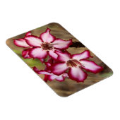 Impala Lily (Adenium Multiflorum), Krüger Magnet (Rechte Seite)