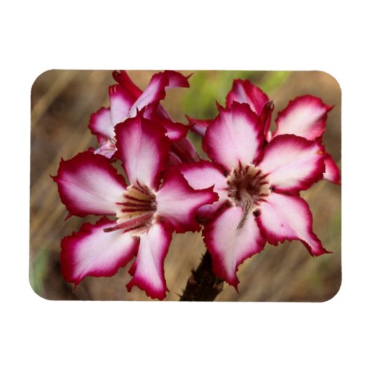 Impala Lily (Adenium Multiflorum), Krüger Magnet (Horizontal)
