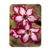 Impala Lily (Adenium Multiflorum), Krüger Magnet (Vertikal)