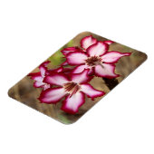 Impala Lily (Adenium Multiflorum), Krüger Magnet (Linke Seite)