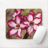 Impala Lily (Adenium Multiflorum), Krüger Mousepad (Mit Mouse)