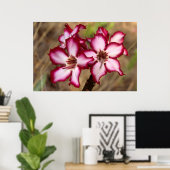 Impala Lily (Adenium Multiflorum), Kruger Poster (Heimbüro)