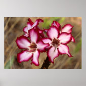 Impala Lily (Adenium Multiflorum), Kruger Poster (Vorne)