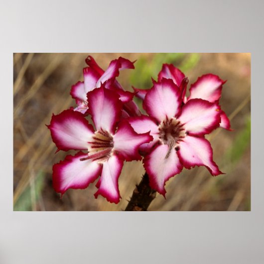 Impala Lily (Adenium Multiflorum), Kruger Poster (Vorne)