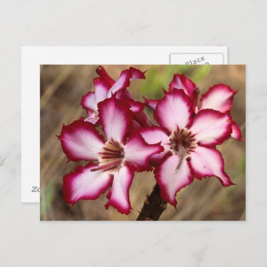 Impala Lily (Adenium Multiflorum), Krüger Postkarte (Vorne/Hinten)